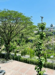 Trees and hillside